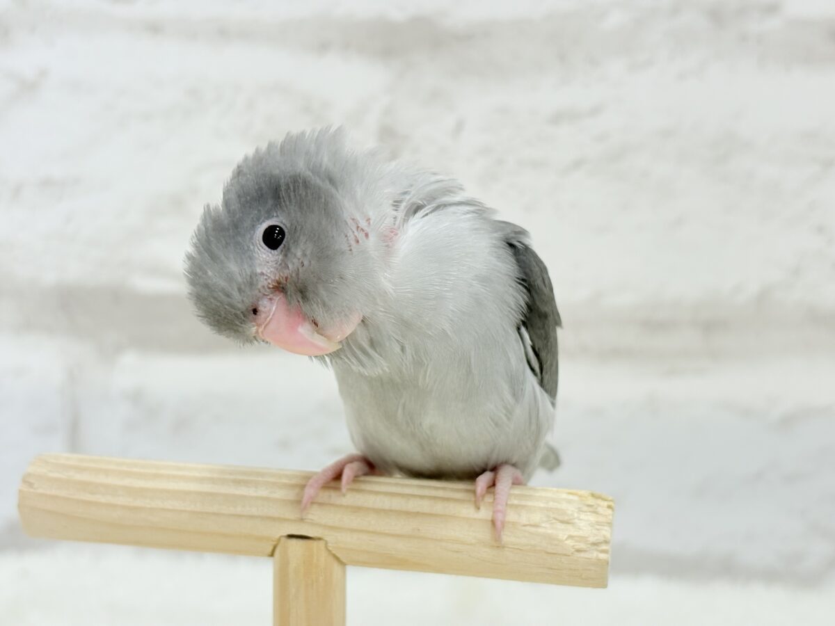 マメルリハ