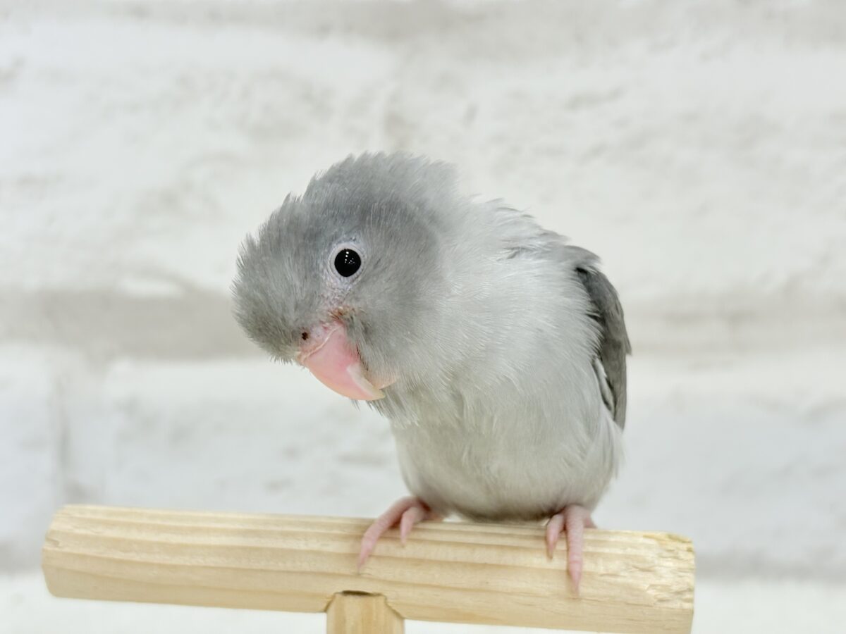マメルリハ