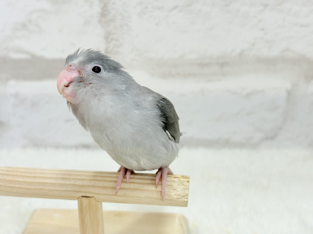 マメルリハ