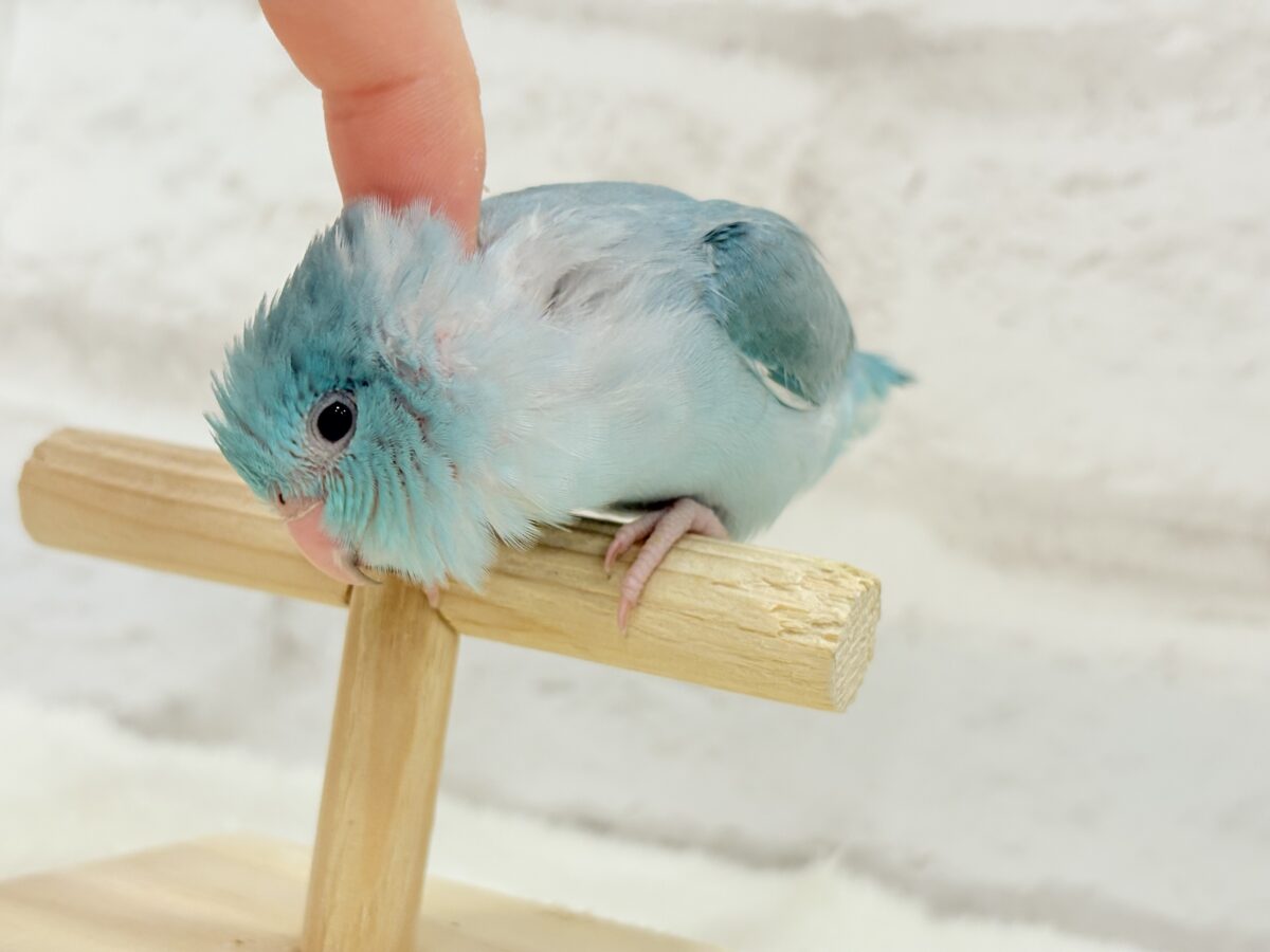 マメルリハ