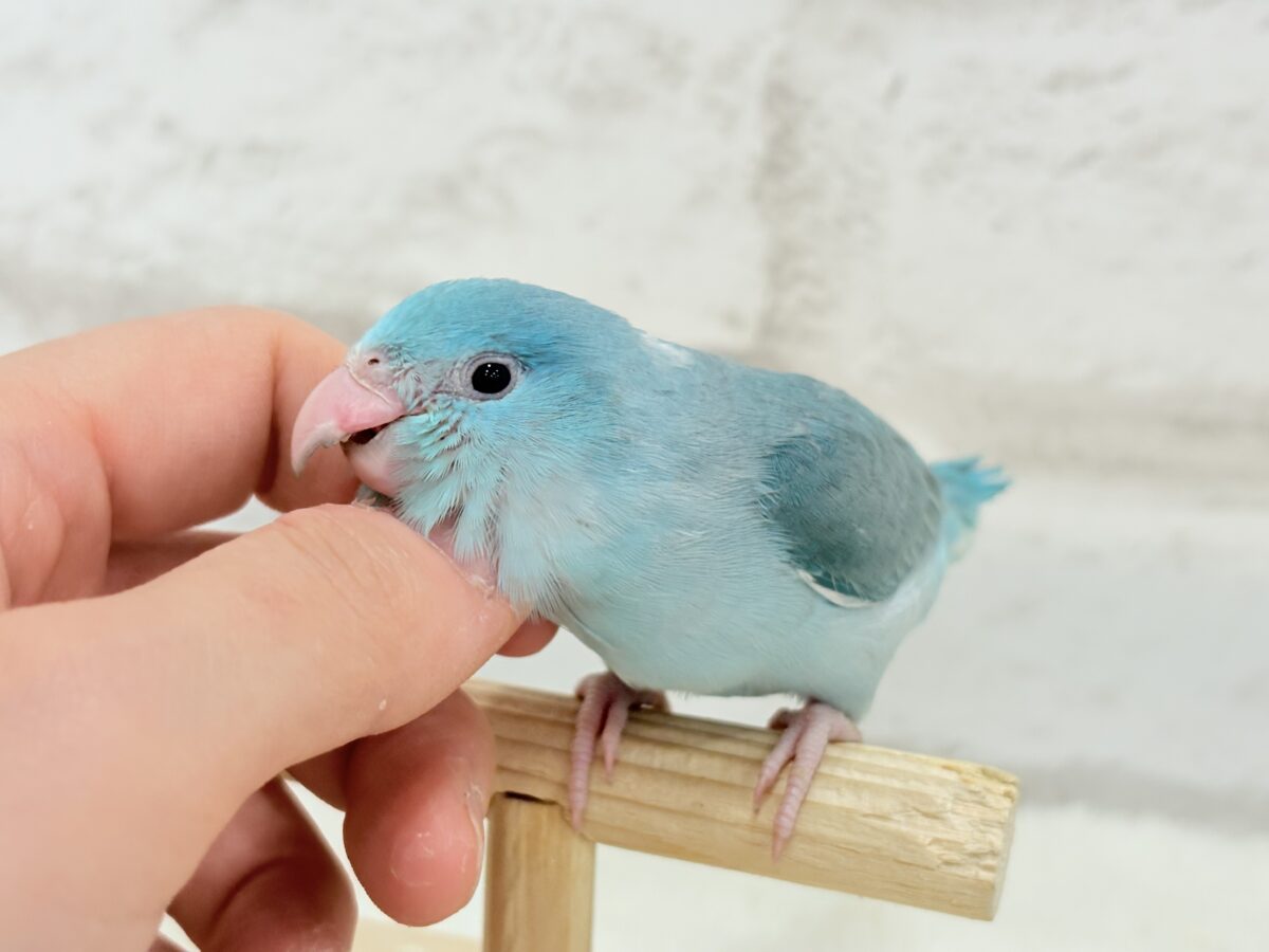 マメルリハ