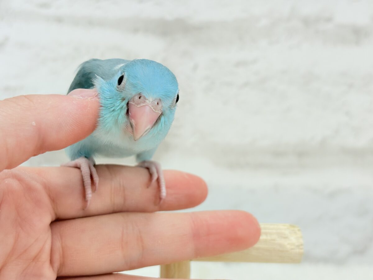 マメルリハ