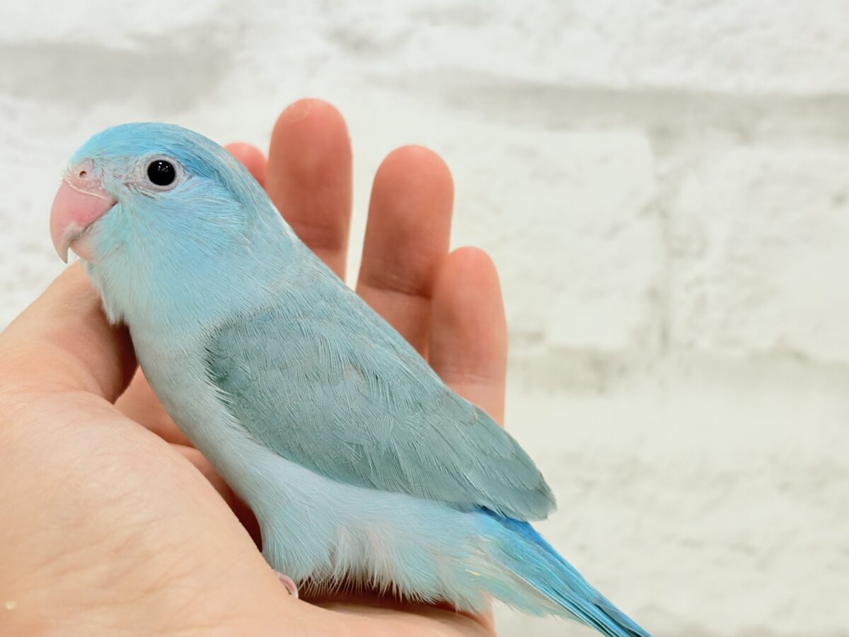 マメルリハ