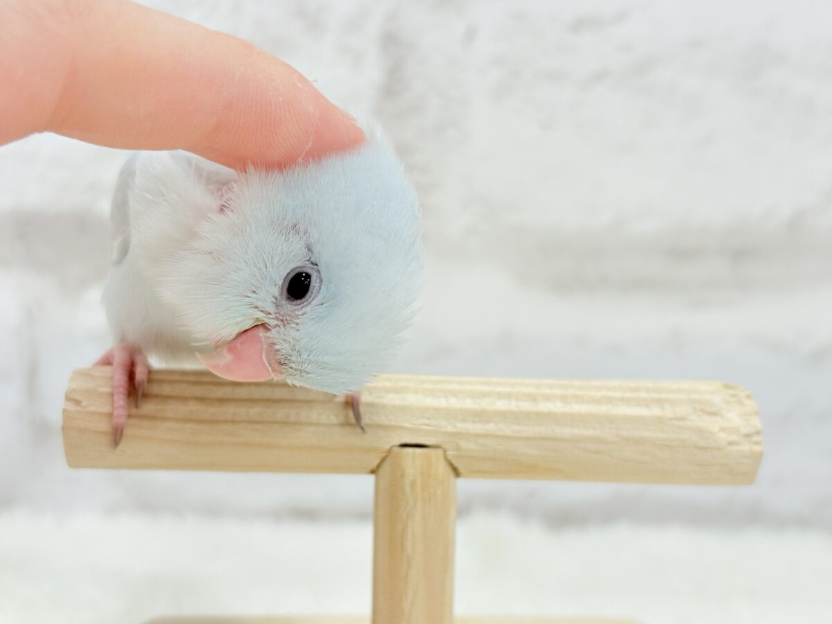 マメルリハ