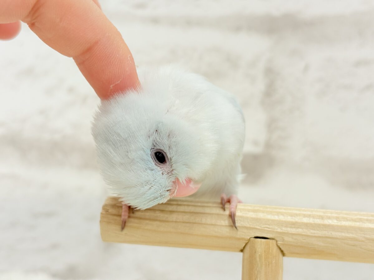 マメルリハ