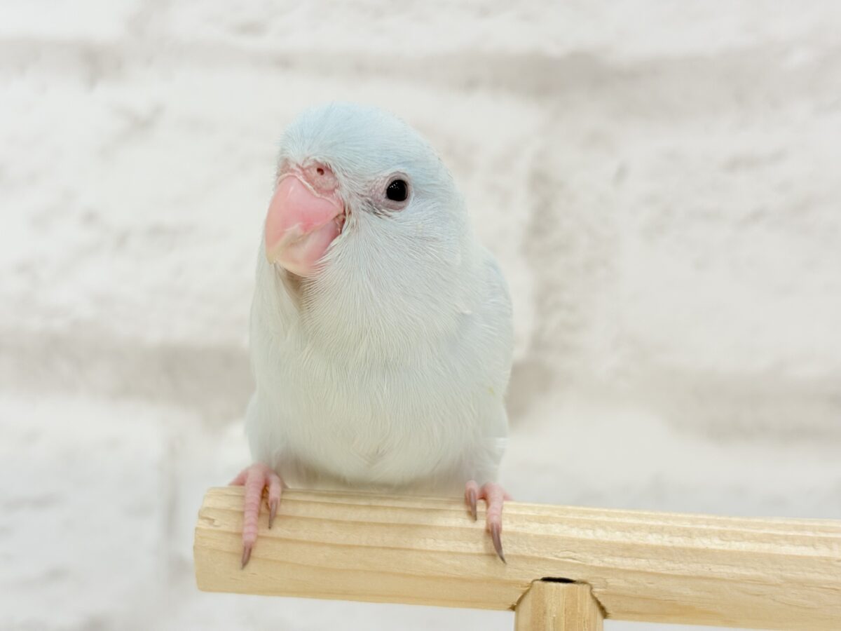 マメルリハ