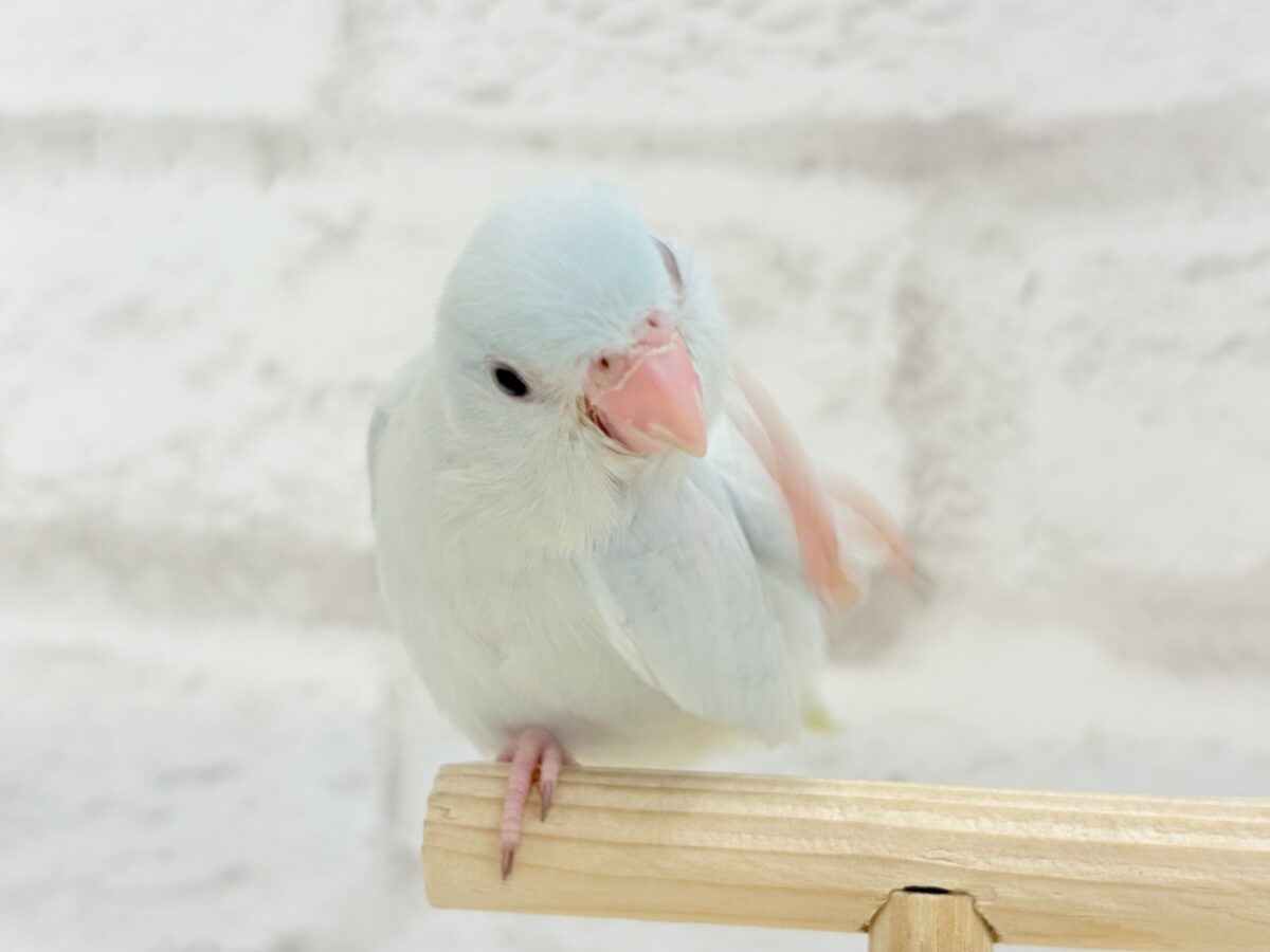 マメルリハ