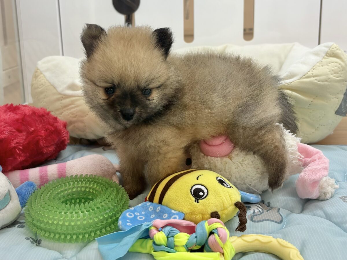 僕の甘ったれを受け止めてぇ〜♡ポメラニアンくん! ポメラニアン
