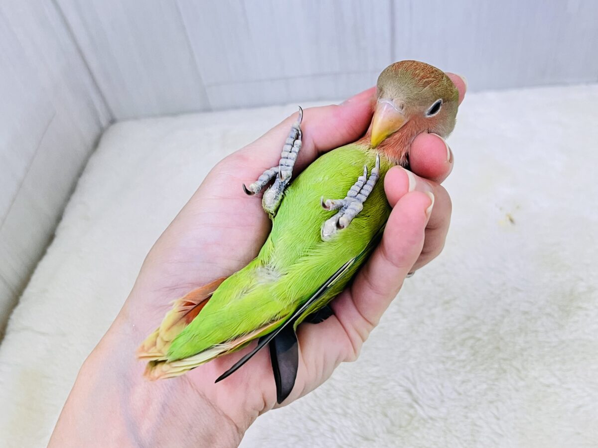 コザクラインコ（小桜インコ）