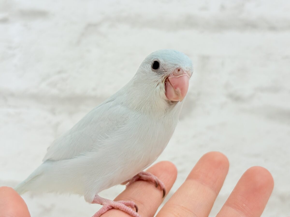 マメルリハ