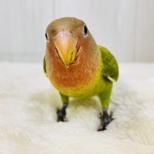 画像更新☆好き嫌いはダメよ♡真っ赤に染まるよ😍小桜インコのオパーリン ✨
