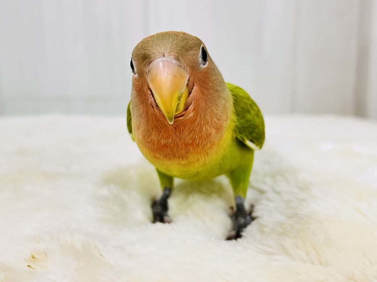 画像更新☆好き嫌いはダメよ♡真っ赤に染まるよ😍小桜インコのオパーリン ✨