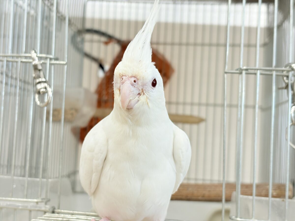 【最新画像更新🪄ひとり餌になりました☆】真っ白しろすけ☁️オカメインコ(ピュアホワイト) ヒナ オカメインコ
