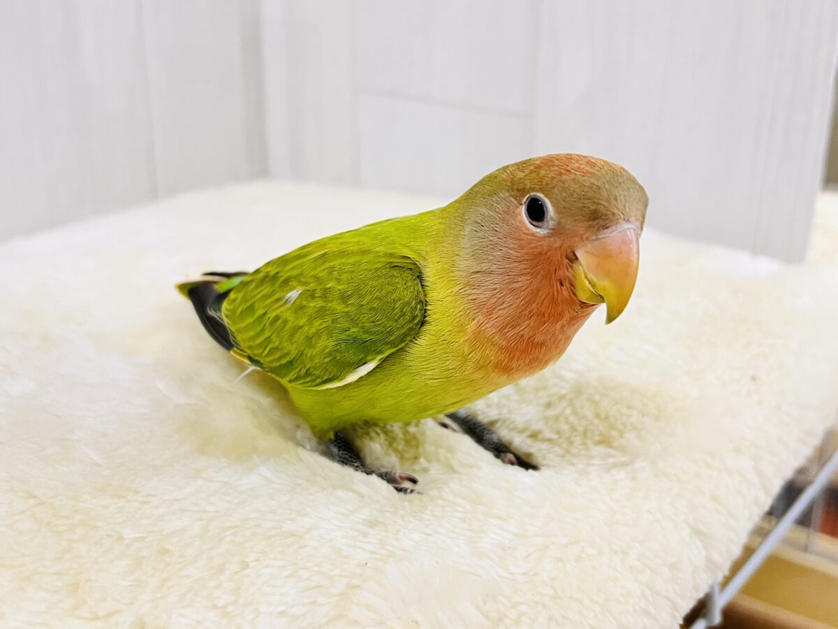 コザクラインコ（小桜インコ）