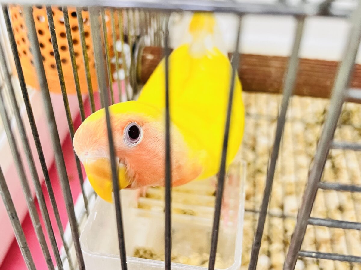 コザクラインコ（小桜インコ）