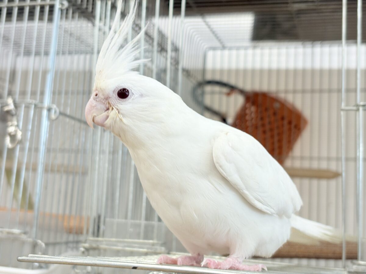 【最新画像更新🪄ひとり餌になりました☆】真っ白しろすけ☁️オカメインコ(ピュアホワイト) ヒナ オカメインコ
