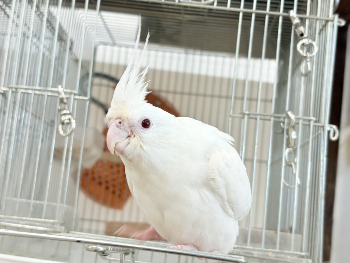 【最新画像更新🪄ひとり餌になりました☆】真っ白しろすけ☁️オカメインコ(ピュアホワイト) ヒナ オカメインコ