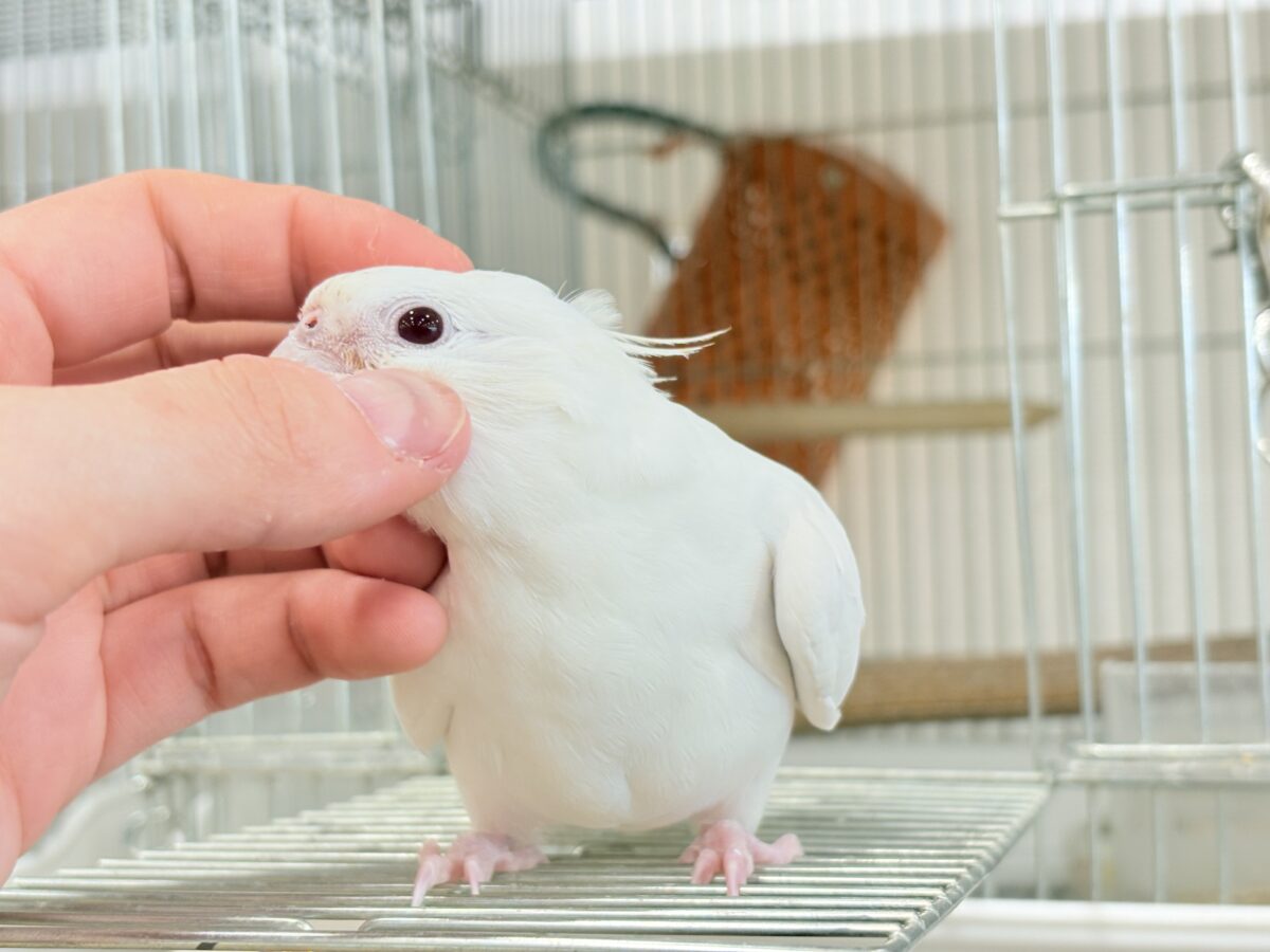 オカメインコ