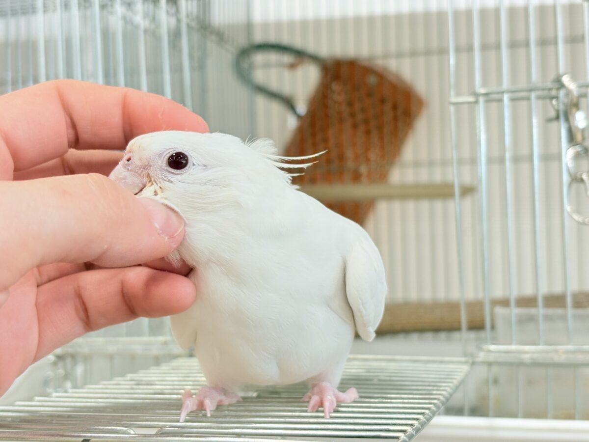 オカメインコ