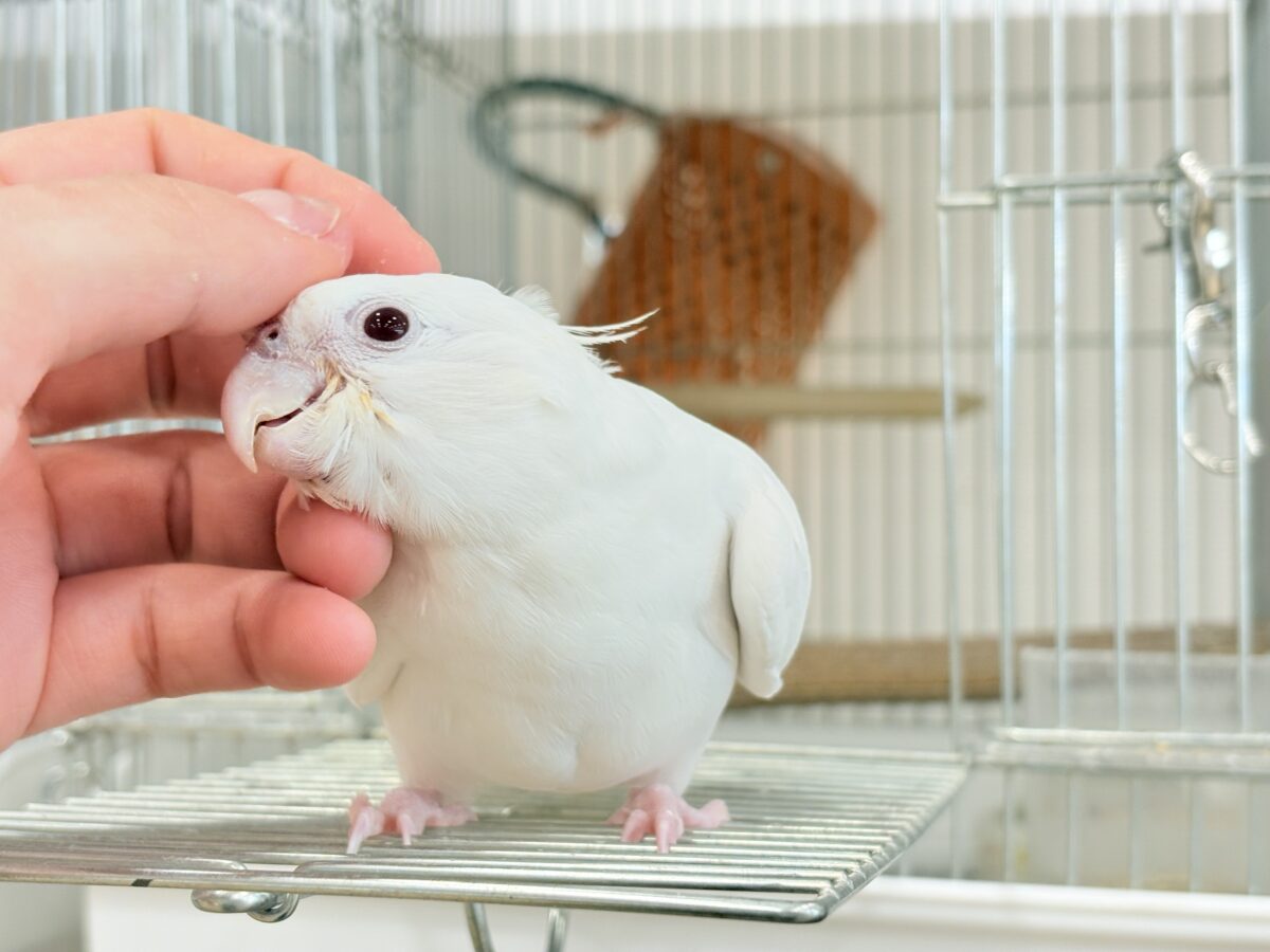 【最新画像更新🪄ひとり餌になりました☆】真っ白しろすけ☁️オカメインコ(ピュアホワイト) ヒナ オカメインコ