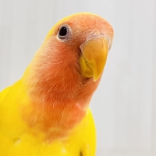画像更新☆オムライスは硬焼き派💛小桜インコのルチノーカラーの