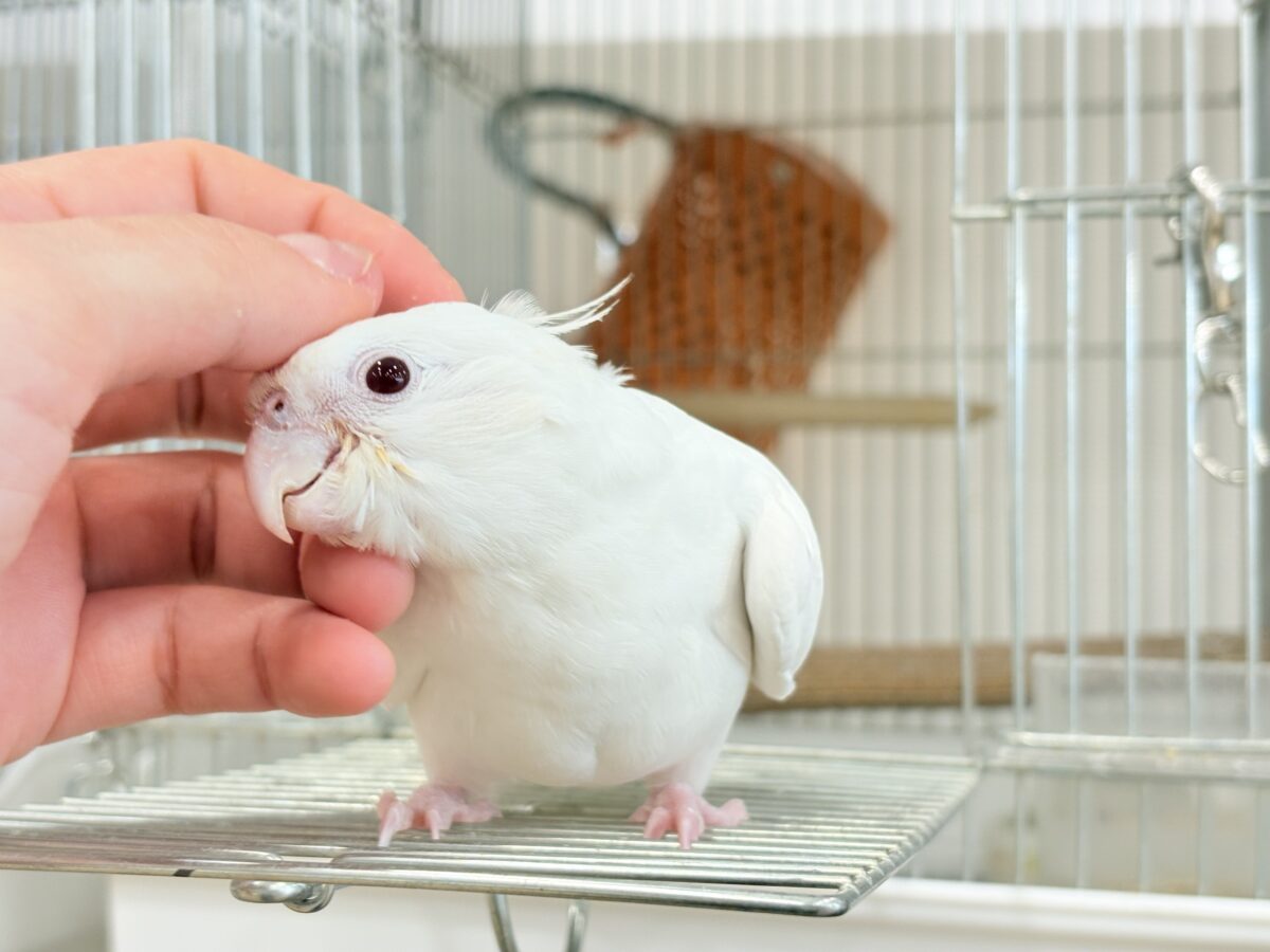 オカメインコ