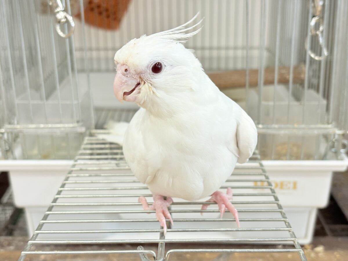 オカメインコ