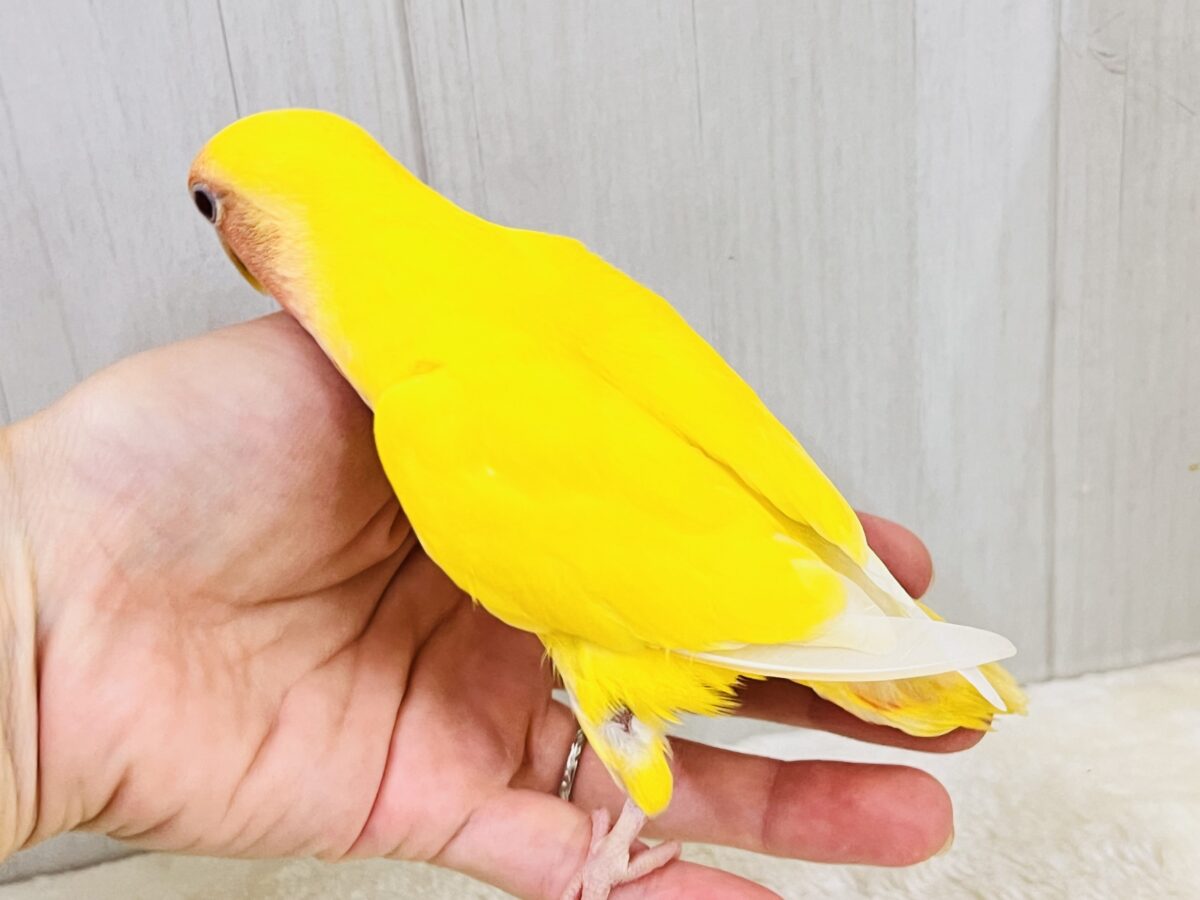 コザクラインコ（小桜インコ）