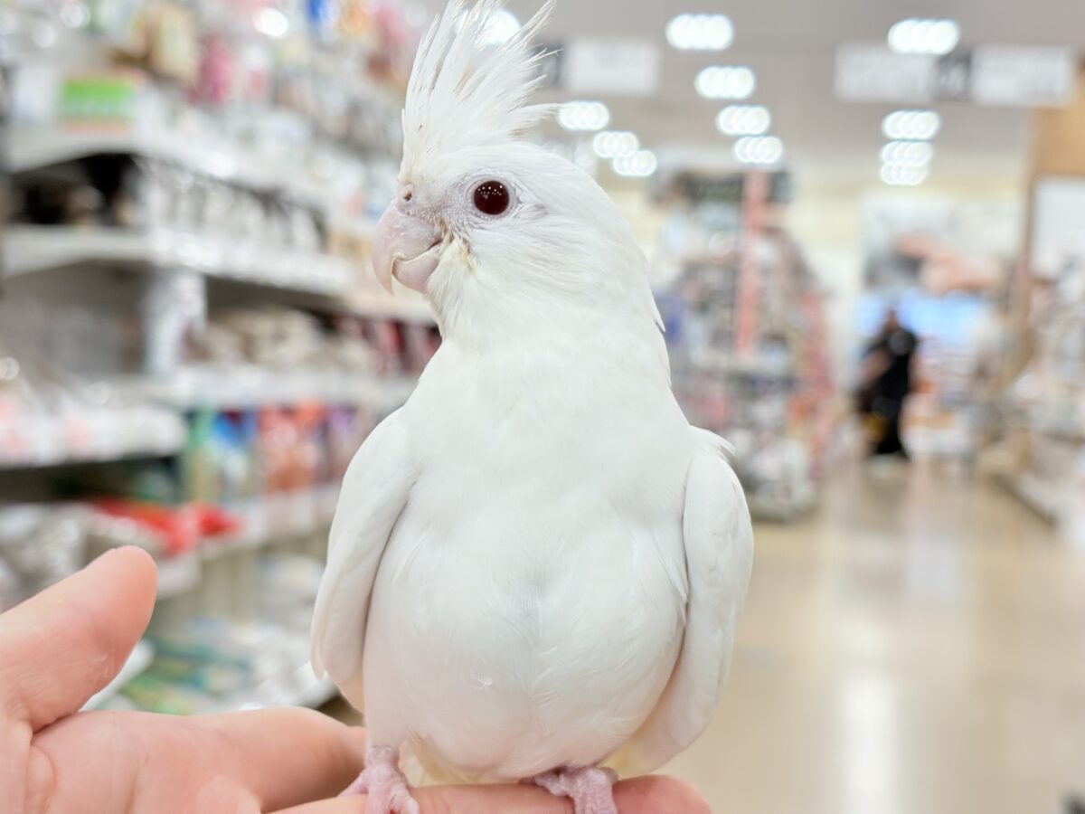 オカメインコ