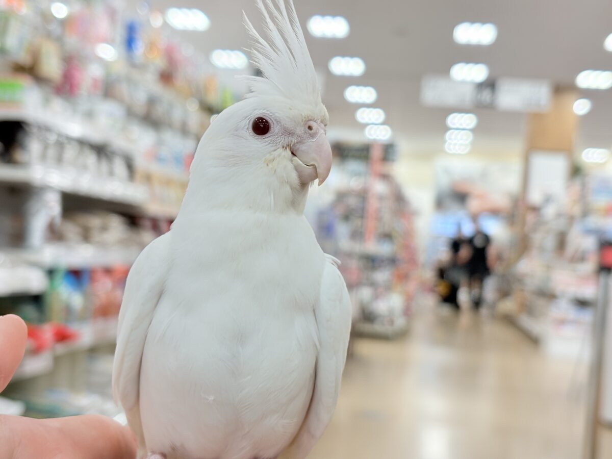 【最新画像更新🪄ひとり餌になりました☆】真っ白しろすけ☁️オカメインコ(ピュアホワイト) ヒナ オカメインコ