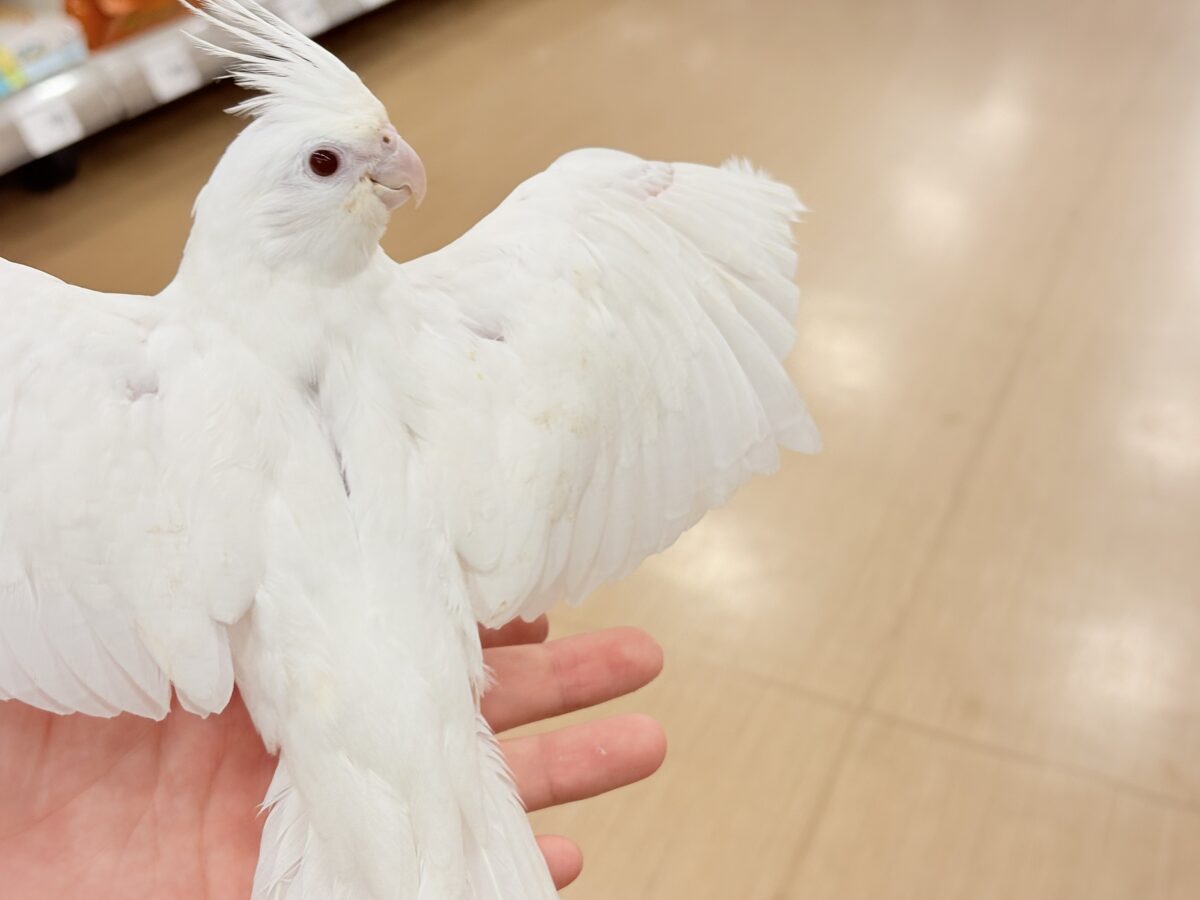 オカメインコ