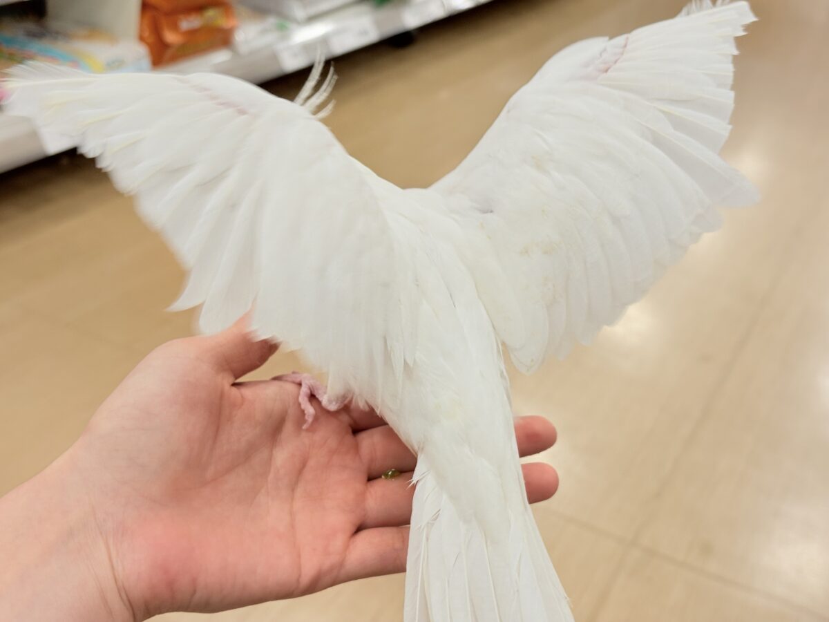 【最新画像更新🪄ひとり餌になりました☆】真っ白しろすけ☁️オカメインコ(ピュアホワイト) ヒナ オカメインコ