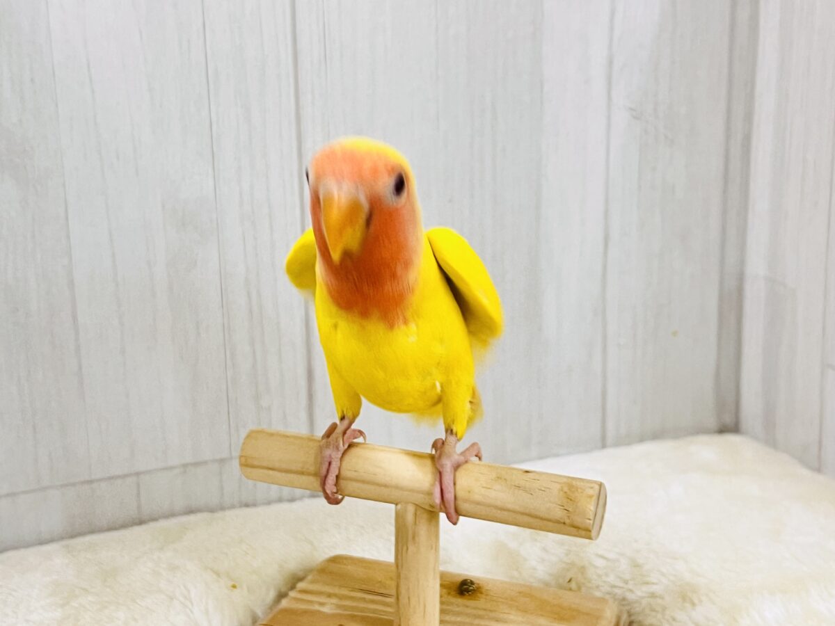 コザクラインコ（小桜インコ）