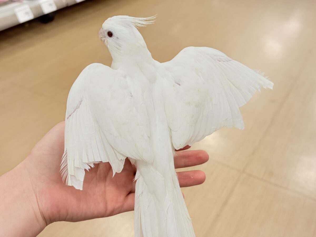 オカメインコ