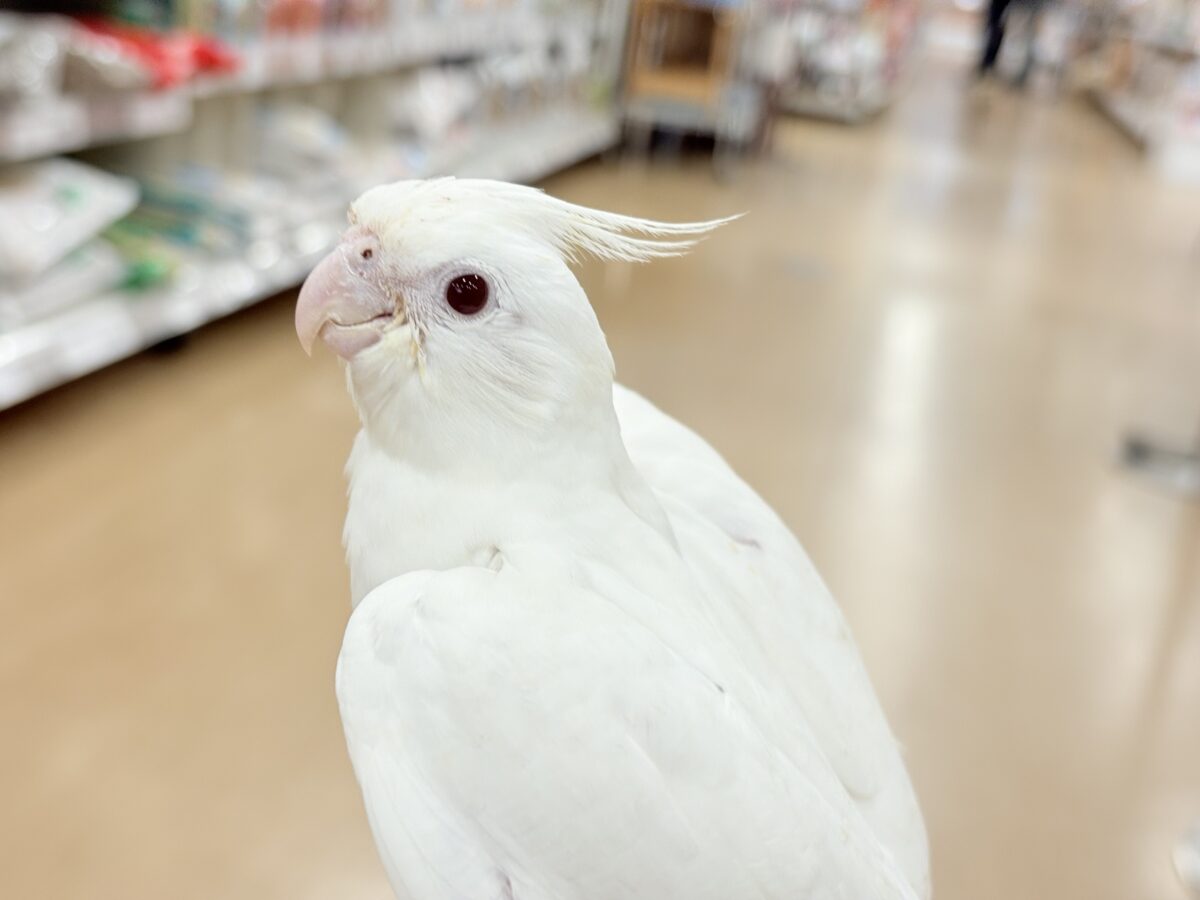 【最新画像更新🪄ひとり餌になりました☆】真っ白しろすけ☁️オカメインコ(ピュアホワイト) ヒナ オカメインコ