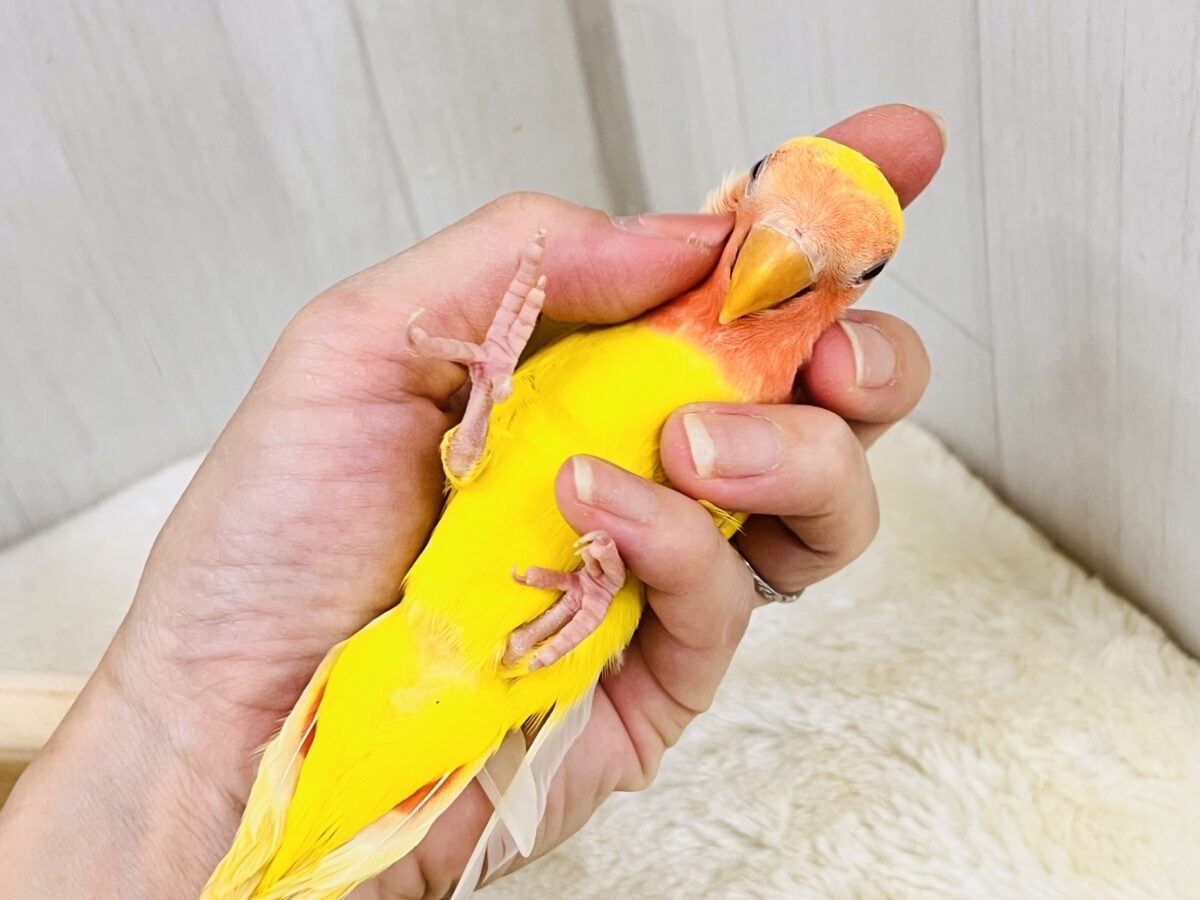 コザクラインコ（小桜インコ）