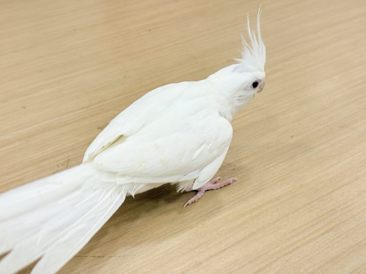 【最新画像更新🪄ひとり餌になりました☆】真っ白しろすけ☁️オカメインコ(ピュアホワイト) ヒナ オカメインコ