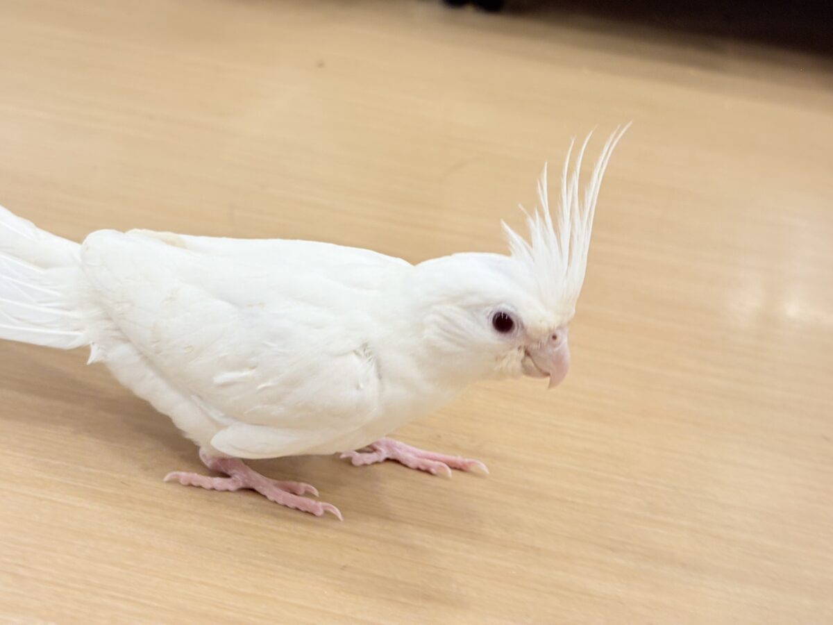 オカメインコ