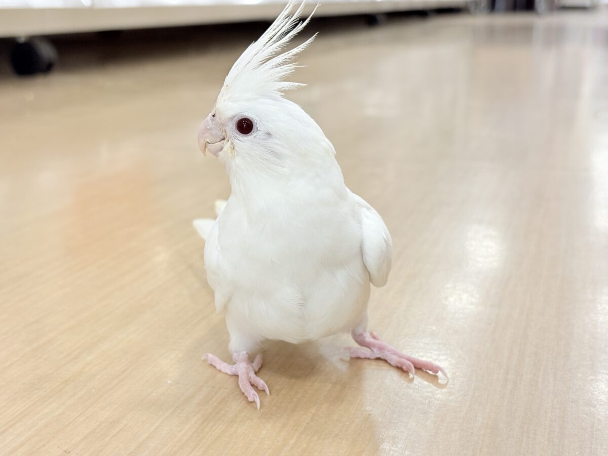 【最新画像更新🪄ひとり餌になりました☆】真っ白しろすけ☁️オカメインコ(ピュアホワイト) ヒナ オカメインコ