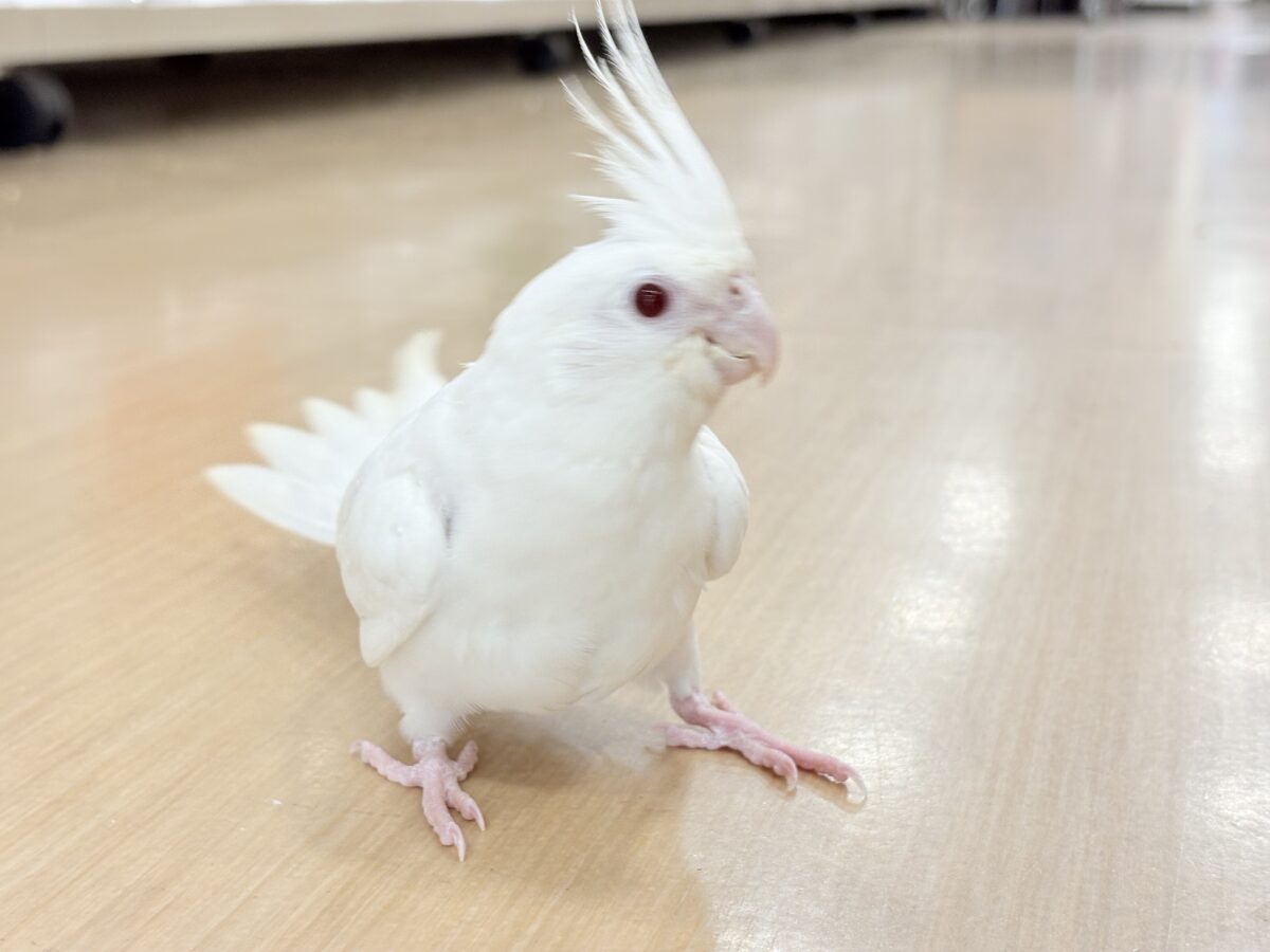 【最新画像更新🪄ひとり餌になりました☆】真っ白しろすけ☁️オカメインコ(ピュアホワイト) ヒナ オカメインコ