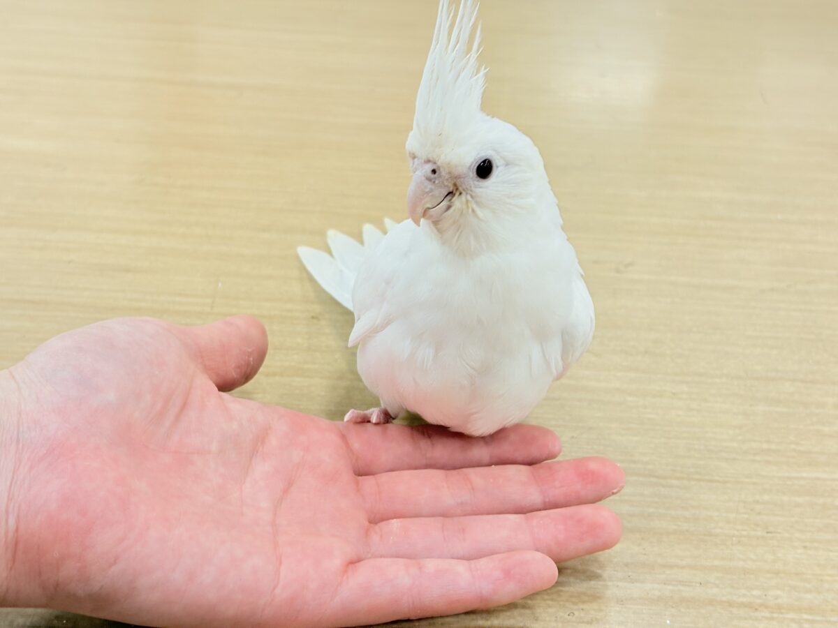 オカメインコ