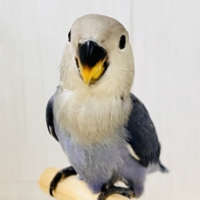 画像更新☆ベストジーニスト賞あげちゃう🏆小桜インコのバイオレット入舎です💜