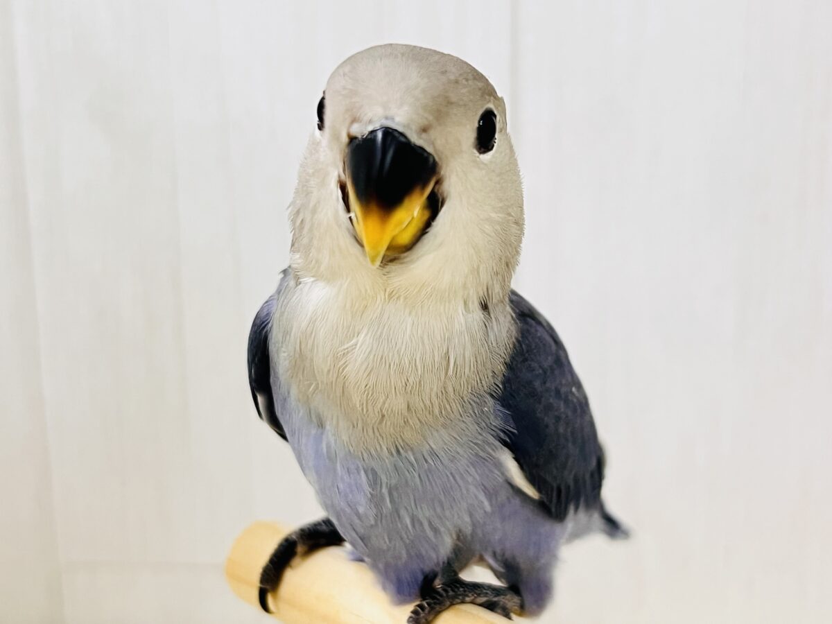 画像更新☆ベストジーニスト賞あげちゃう🏆小桜インコのバイオレット入舎です💜
