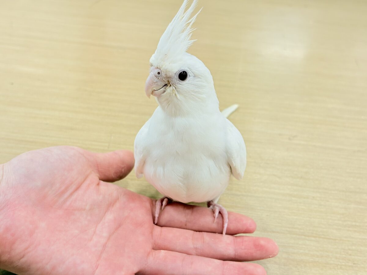 【最新画像更新🪄ひとり餌になりました☆】真っ白しろすけ☁️オカメインコ(ピュアホワイト) ヒナ オカメインコ