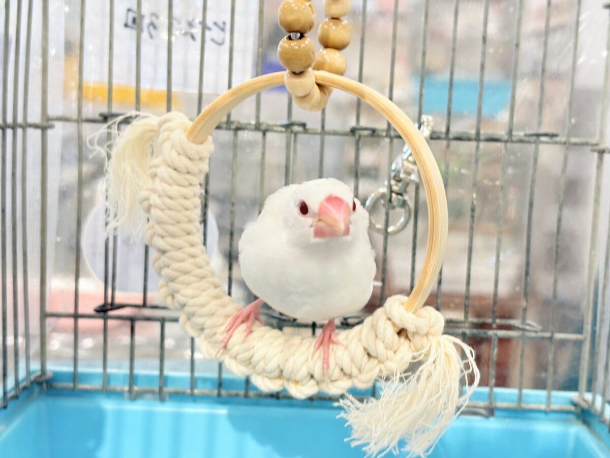 アルビノ文鳥