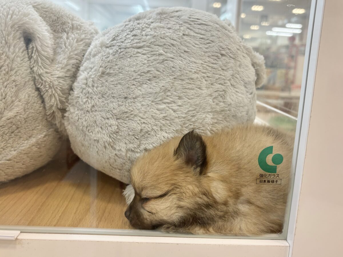 ポメラニアン