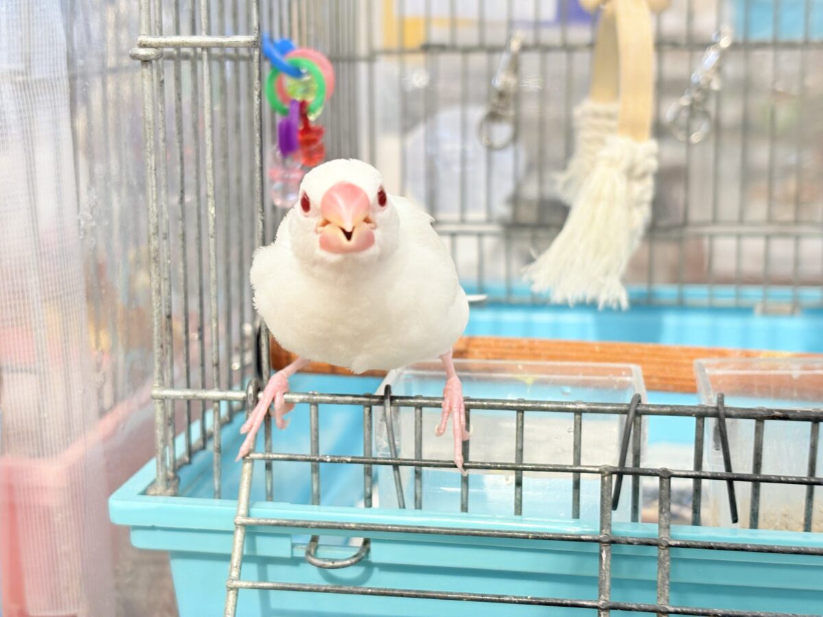 アルビノ文鳥