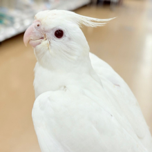 【最新画像更新🪄ひとり餌‪になりました☆】真っ白しろすけ☁️オカメインコ(ピュアホワイト) ヒナ