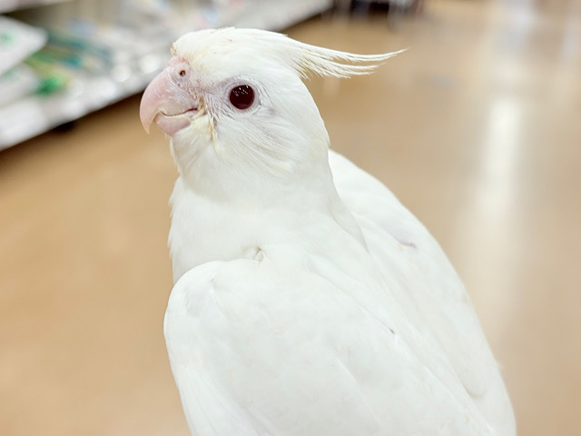 【最新画像更新🪄ひとり餌になりました☆】真っ白しろすけ☁️オカメインコ(ピュアホワイト) ヒナ 【最新画像更新🪄ひとり餌になりました☆】真っ白しろすけ☁️オカメインコ(ピュアホワイト) ヒナ
