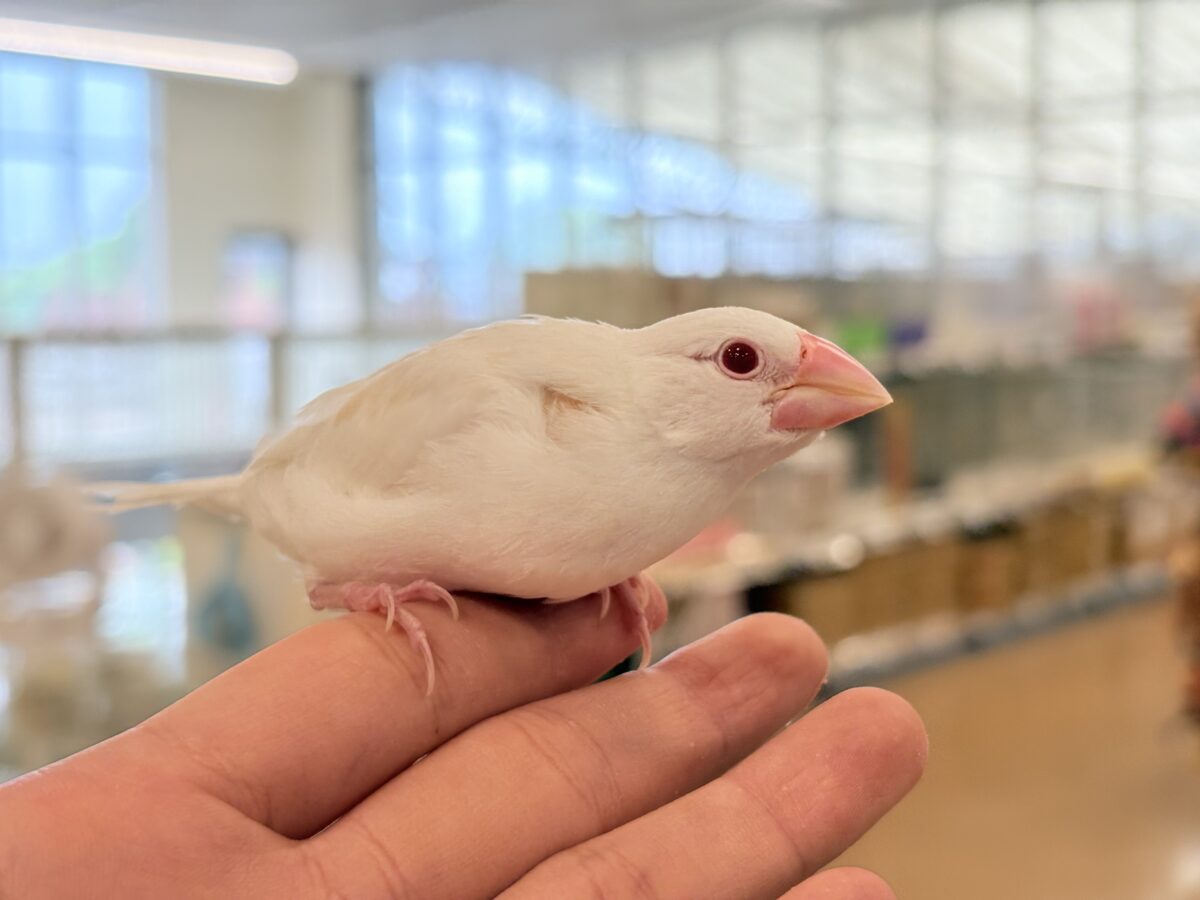 アルビノ文鳥